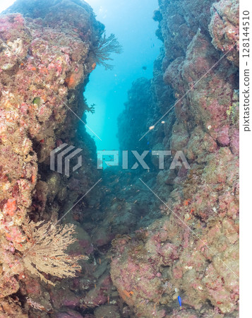 一群美麗的巨型扇貝和其他魚類棲息在水下洞穴中。 2024年，靜岡縣伊豆半島南伊豆町，廣島縣中木市。 128144510