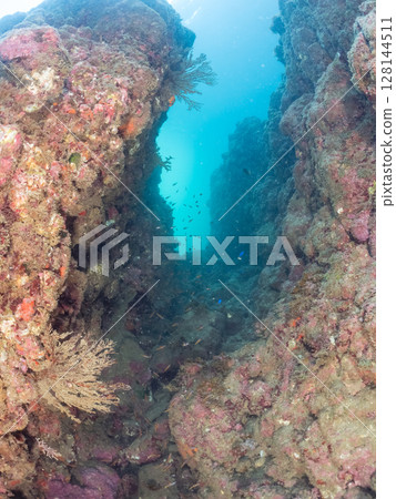 一群美麗的巨型扇貝和其他魚類棲息在水下洞穴中。 2024年，靜岡縣伊豆半島南伊豆町，廣島縣中木市。 128144511