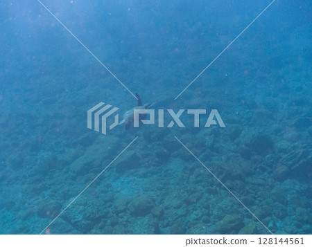 A beautiful and large green sea turtle (Chelonia mydas) swimming leisurely. Nakagi Hirizo Beach, Minamiizu-cho, Kamo-gun, Izu Peninsula, Shizuoka Prefecture 2024 128144561