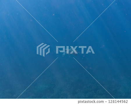 A beautiful and large green sea turtle (Chelonia mydas) swimming leisurely. Nakagi Hirizo Beach, Minamiizu-cho, Kamo-gun, Izu Peninsula, Shizuoka Prefecture 2024 128144562