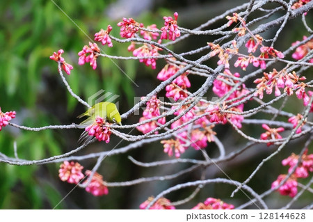 Kanhizakura and white-eye 128144628