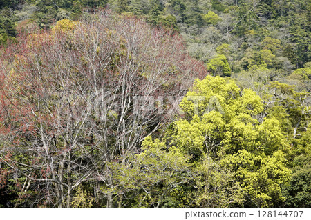 出雲大社東側廣場上美麗的樹木 出雲大社東側廣場上美麗的樹木 128144707