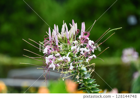 醉蝶花蜘蛛花 128144748