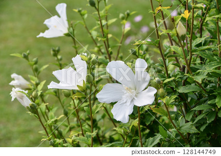 白色祇園護木槿 白色祇園護木槿 128144749