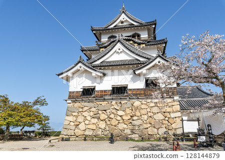 Hikone Castle, a national treasure, decorated with cherry blossoms in Hikone City, Shiga Prefecture Hikone Castle, a national treasure, decorated with cherry blossoms in Hikone City, Shiga Prefecture 128144879