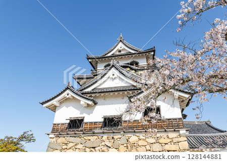 位於滋賀縣彥根市的國寶彥根城，櫻花盛開 128144881