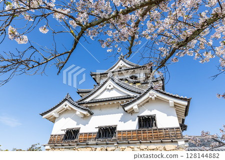 Hikone Castle, a national treasure, decorated with cherry blossoms in Hikone City, Shiga Prefecture Hikone Castle, a national treasure, decorated with cherry blossoms in Hikone City, Shiga Prefecture 128144882