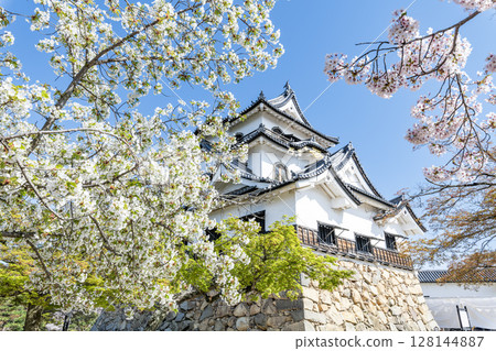Hikone Castle, a national treasure, decorated with cherry blossoms in Hikone City, Shiga Prefecture 128144887