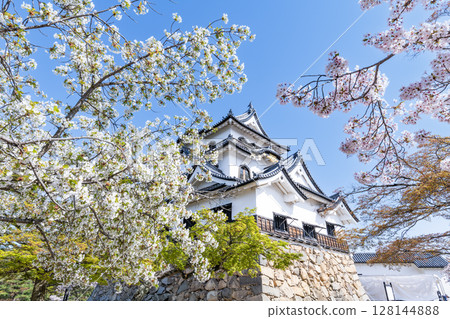 Hikone Castle, a national treasure, decorated with cherry blossoms in Hikone City, Shiga Prefecture 128144888