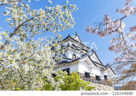 Hikone Castle, a national treasure, decorated with cherry blossoms in Hikone City, Shiga Prefecture 128144890