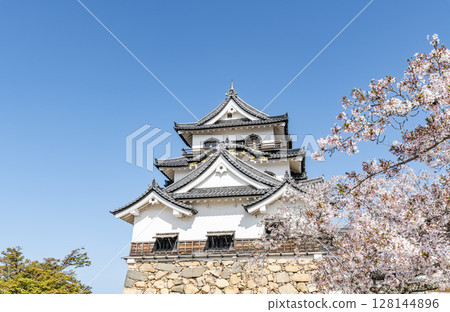 Hikone Castle, a national treasure, decorated with cherry blossoms in Hikone City, Shiga Prefecture 128144896
