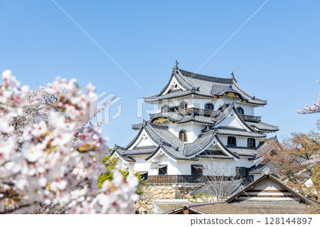 Hikone Castle, a national treasure, decorated with cherry blossoms in Hikone City, Shiga Prefecture Hikone Castle, a national treasure, decorated with cherry blossoms in Hikone City, Shiga Prefecture 128144897