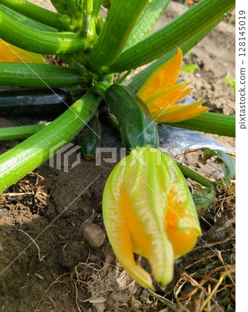 Home garden: Zucchini flowers Home garden: Zucchini flowers 128145019