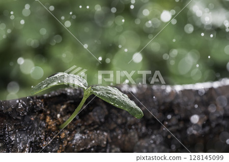 倒下的樹上長出了雨滴和水滴的新芽 128145099