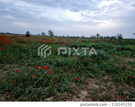 Red Poppies In The Spring Red Poppies In The Spring 128145110
