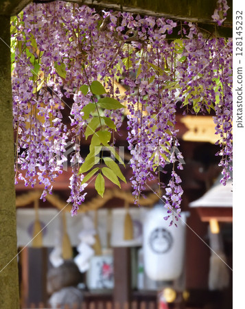 立木神社紫藤架 立木神社紫藤架 128145232