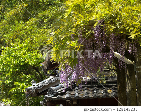 立木神社紫藤架 立木神社紫藤架 128145233