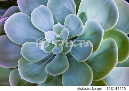 Succulent Echeveria (fake) 128145253