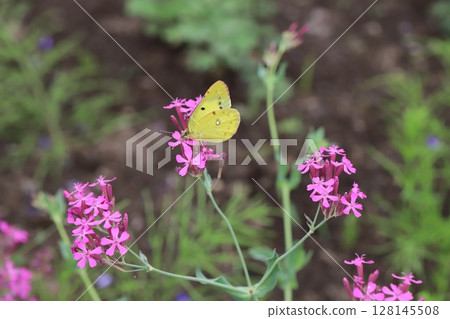 A Colias butterfly sucking nectar from the pink flowers of a Dianthus nigricans blooming in a park in early summer 128145508