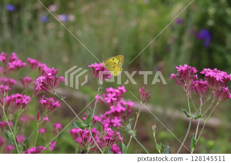 A Colias butterfly sucking nectar from the pink flowers of a Dianthus nigricans blooming in a park in early summer 128145511