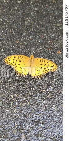 This butterfly, a swallowtail butterfly, landed after I watered the parking lot at my house. 128145707
