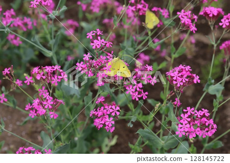A Colias butterfly sucking nectar from the pink flowers of a Dianthus nigricans blooming in a park in early summer 128145722