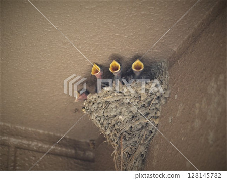 Swallow chicks waiting for food in the nest with their mouths open Swallow chicks waiting for food in the nest with their mouths open 128145782