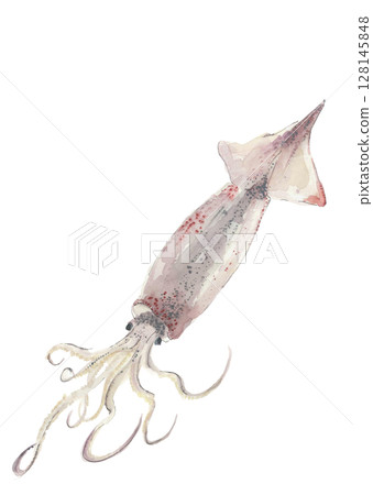 用水彩 [手繪] 在白色背景上繪製的魷魚的簡單插圖，透明背景，有可用的複製空間 128145848