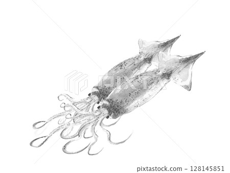 魷魚的藝術單色插圖，以水墨風格 [手繪] 繪製，白色背景，透明背景，有可用複製空間 128145851