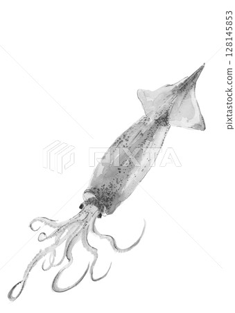 魷魚的藝術單色插圖，以水墨風格 [手繪] 繪製，白色背景，透明背景，有可用複製空間 128145853