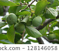 Green unripe fruit of a persimmon tree 128146058