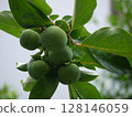 Green unripe fruit of a persimmon tree 128146059