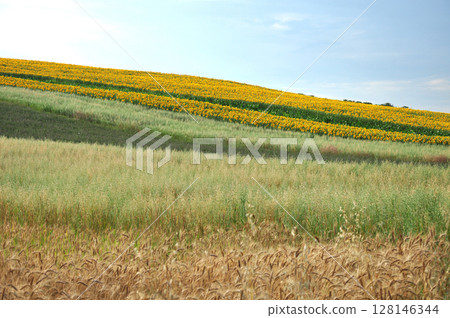 Sunflower field in the summer Sunflower field in the summer 128146344