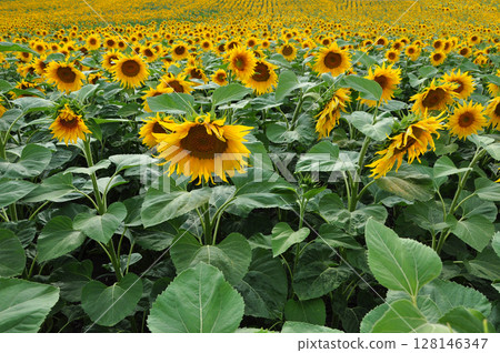 Sunflower field in the summer Sunflower field in the summer 128146347