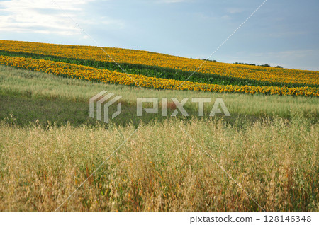Sunflower field in the summer Sunflower field in the summer 128146348