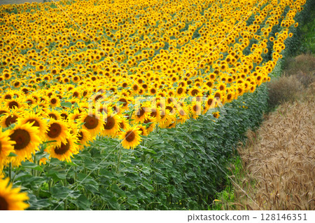Sunflower field in the summer 128146351