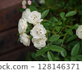 White mini-roses 128146371