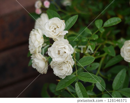 White mini-roses White mini-roses 128146371