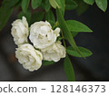 White mini-roses 128146373