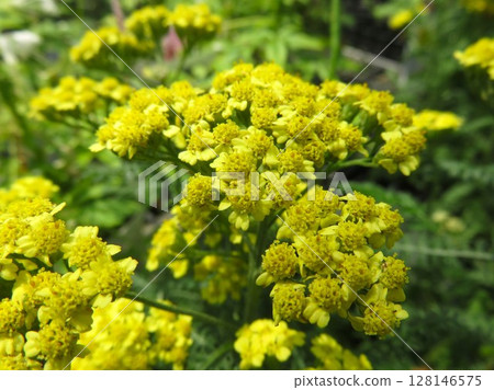 Western Yarrow 128146575