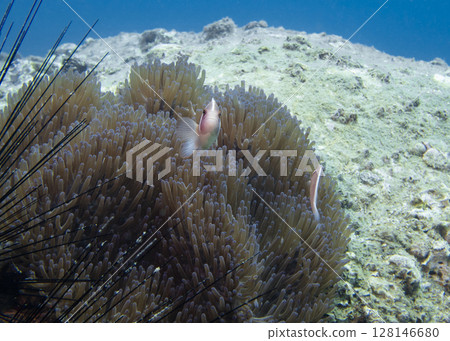 Amphiprion fish protected by soft coral at the bottom of the South China Sea in Vietnam 128146680