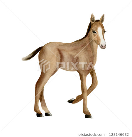 Watercolor colt horse hand drawn illustration isolated on white background. Farm pasture baby animal realistic clip art of brown foal. Cute ranch sketch Watercolor colt horse hand drawn illustration isolated on white background. Farm pasture baby animal realistic clip art of brown foal. Cute ranch sketch 128146682