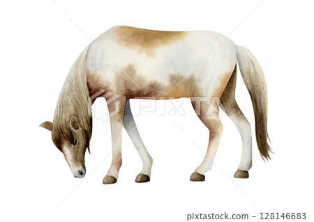 Grazing horse watercolor illustration isolated on white background. Farm pasture animal realistic clip art of native American paint pony breed. Realistic ranch sketch 128146683
