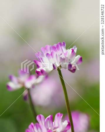 Spring field of Chinese milk vetch 128146722
