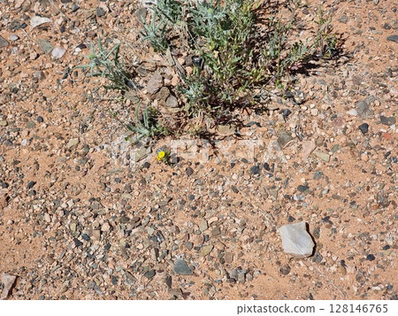 Beautiful Flower And Plants In The Desert Beautiful Flower And Plants In The Desert 128146765