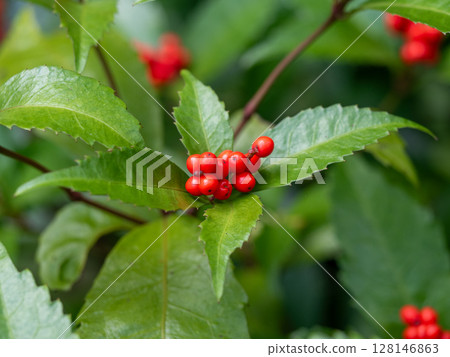 紅色水果 紅色水果 128146863