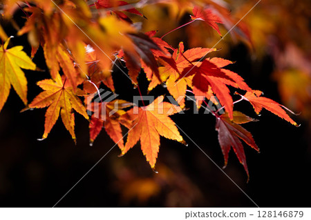 [秋葉] 在黑色背景下拍攝的秋天楓葉 [長野縣] 128146879