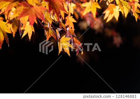 [Autumn leaves] Autumn maple leaves photographed against a black background [Nagano Prefecture] 128146881