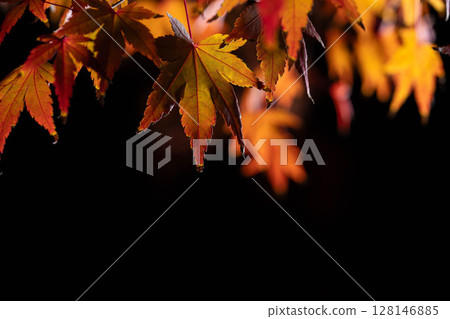 [Autumn leaves] Autumn maple leaves photographed against a black background [Nagano Prefecture] 128146885