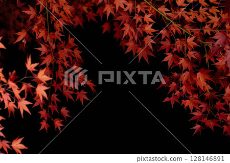 [Autumn leaves] Autumn maple leaves photographed against a black background [Nagano Prefecture] 128146891